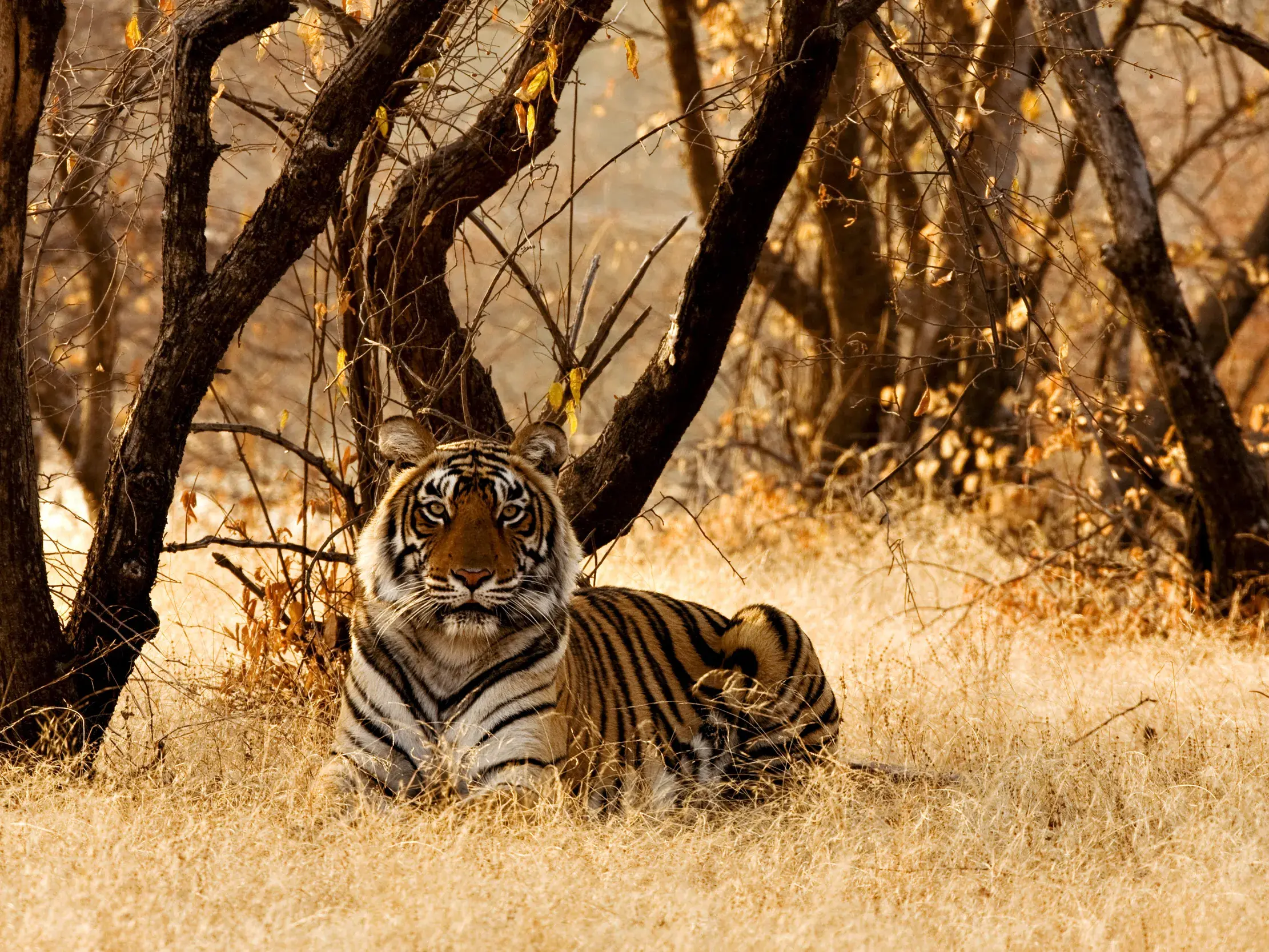 Ein majestätischer Bengaltiger ruht im trockenen Gras des Ranthambore-Nationalparks in Indien und blickt aufmerksam. Mit etwas Glück finden wir einen dieser Tiger auf unserer Pirschfahrt.