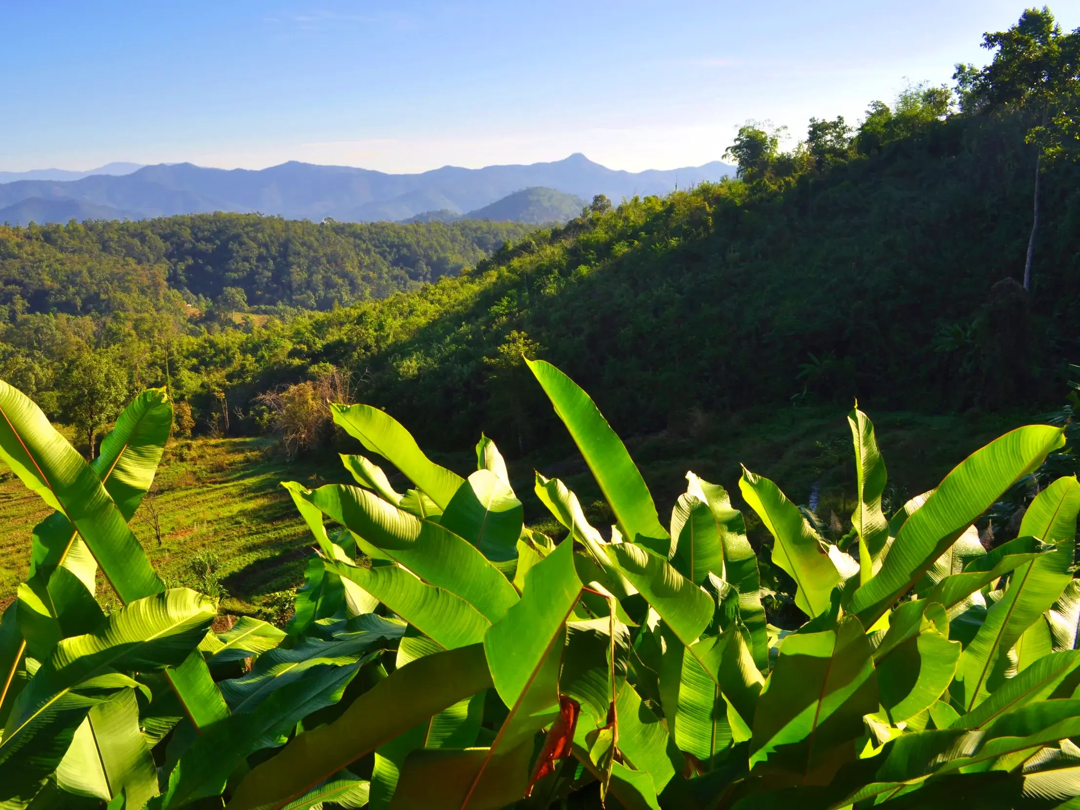 Weitblick beim Trekking in Nordthailand über grüne Blätter auf Reisterrassen und bewaldete Bergketten.