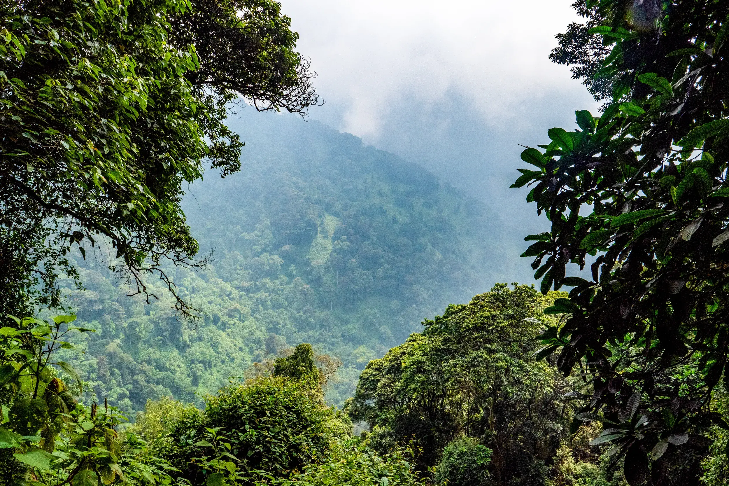 Blick durch dichten, grünen Regenwald auf die nebelverhangenen Hänge des mystischen Ruwenzori-Gebirges in Uganda.