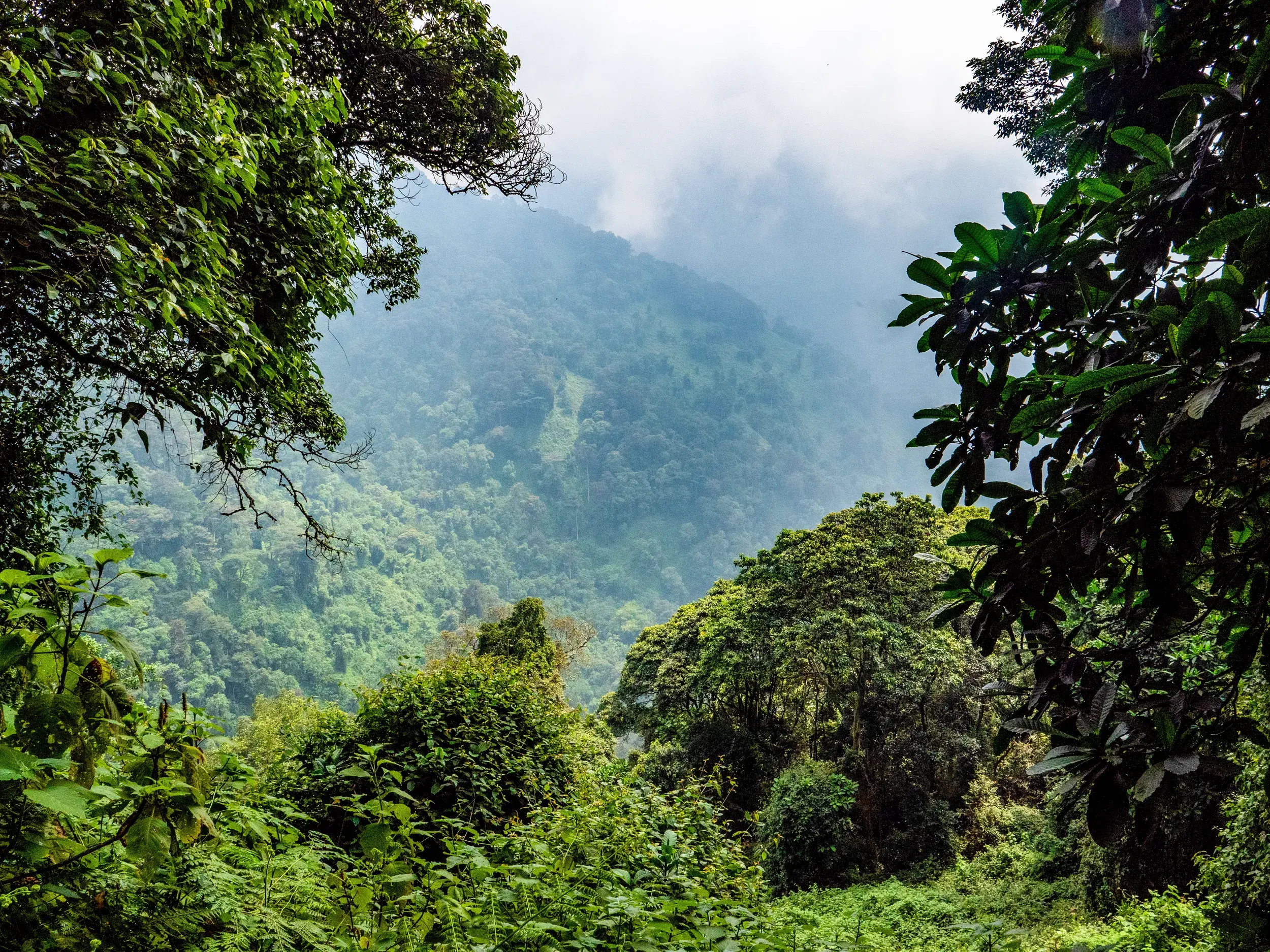 Blick durch dichten, grünen Regenwald auf die nebelverhangenen Hänge des mystischen Ruwenzori-Gebirges in Uganda.