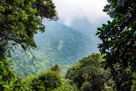 Blick durch dichten, grünen Regenwald auf die nebelverhangenen Hänge des mystischen Ruwenzori-Gebirges in Uganda.