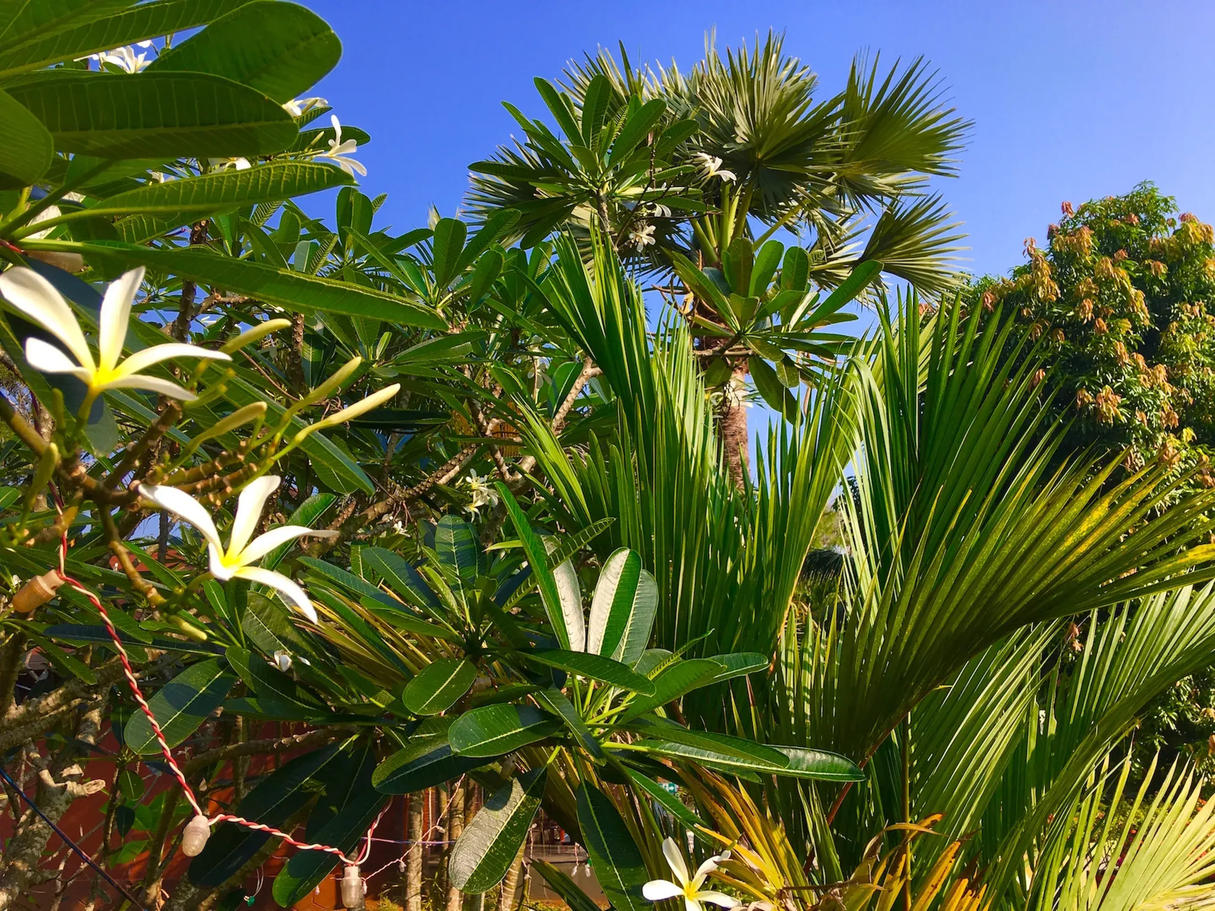 Üppige, tropische Vegetation mit weißen Frangipani-Blüten und Palmenwedeln unter strahlend blauem Himmel in Kerala, Südindien.