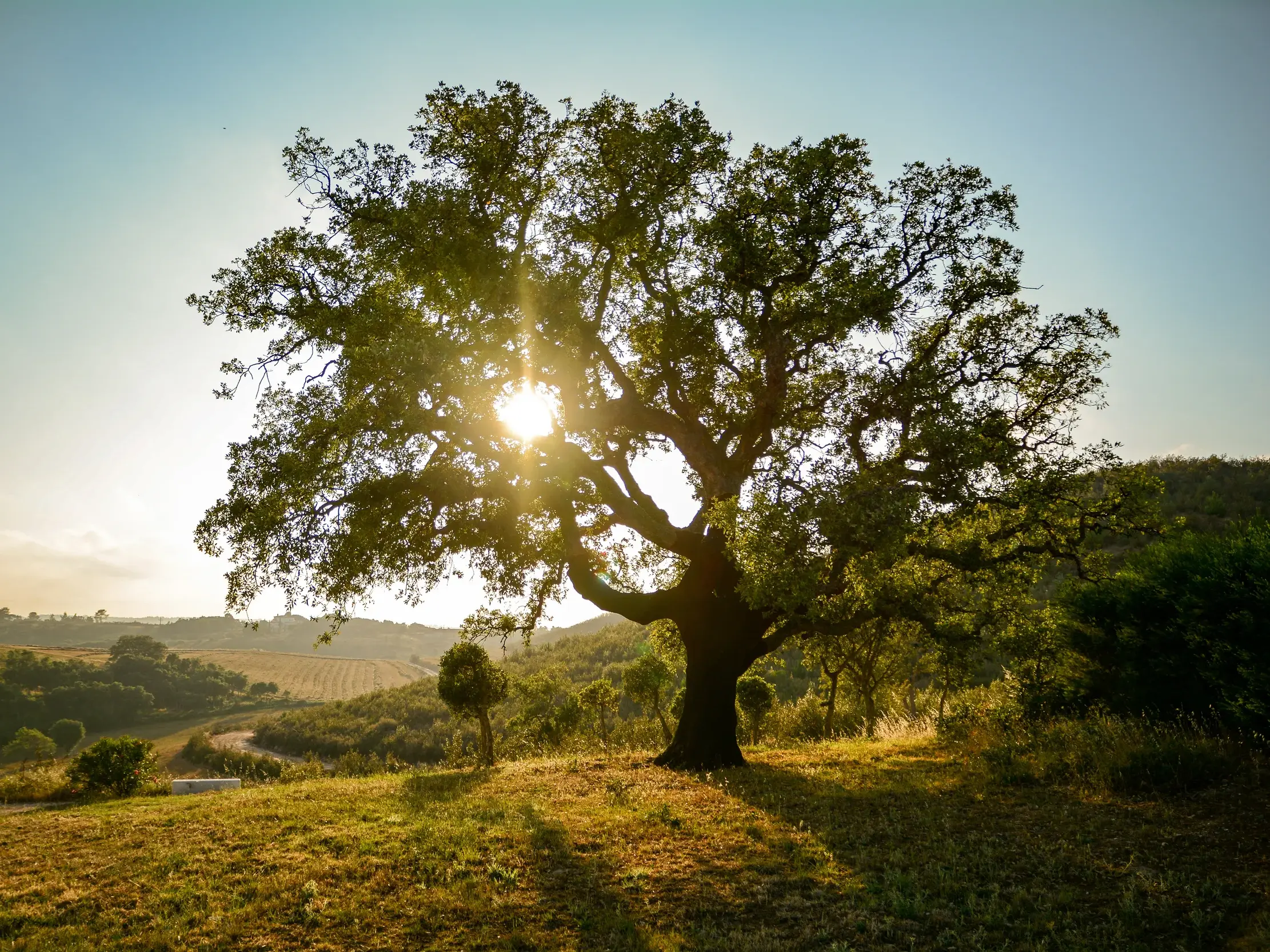 Die Abendsonne scheint durch die Äste einer großen, knorrigen Korkeiche auf einem Hügel im weiten Hinterland des Alentejo.