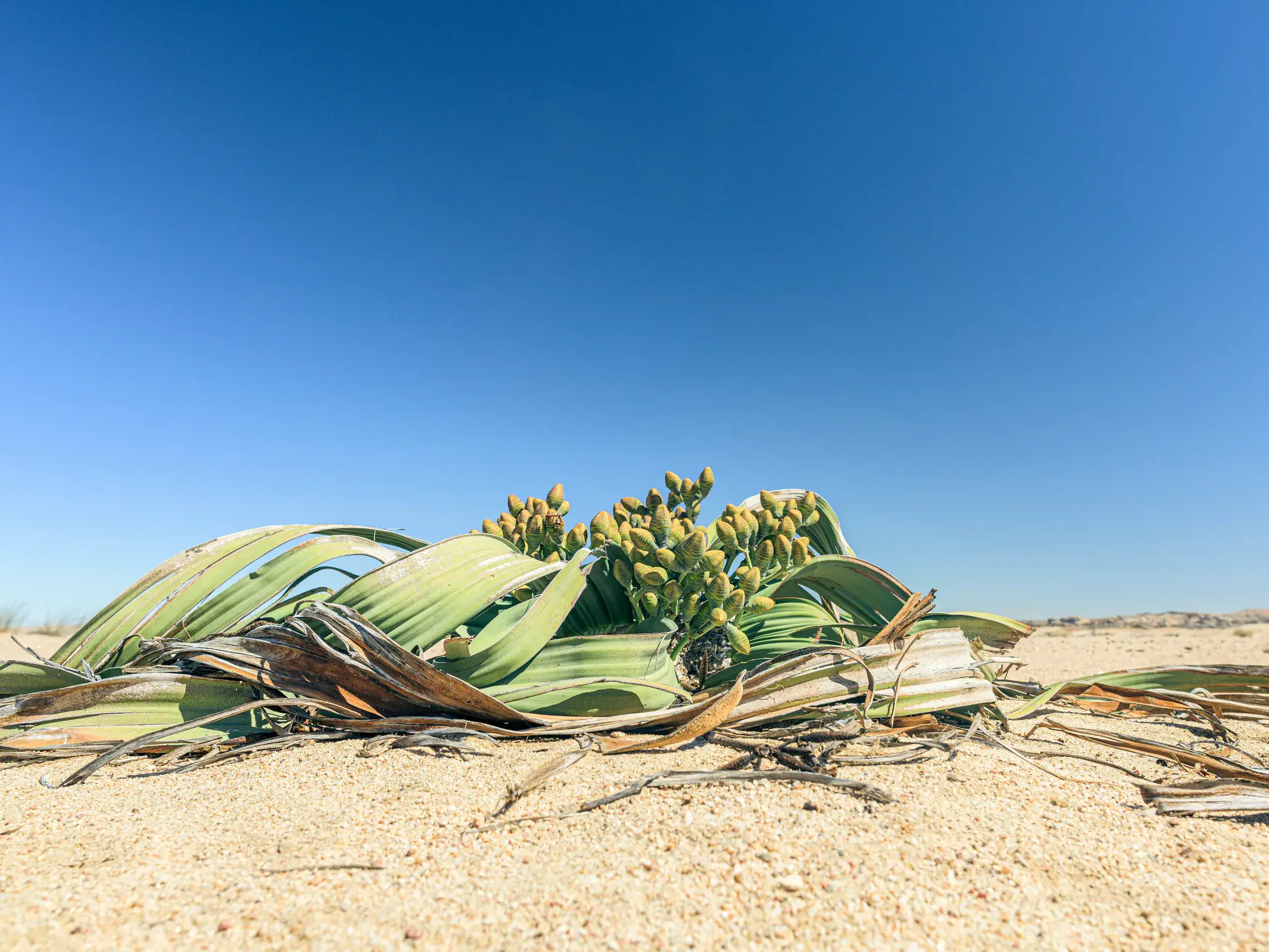 Nahaufnahme einer WELWITSCHIA-Pflanze mit ihren langen, zerfransten Blättern im Sand der NAMIBWÜSTE in Angola.