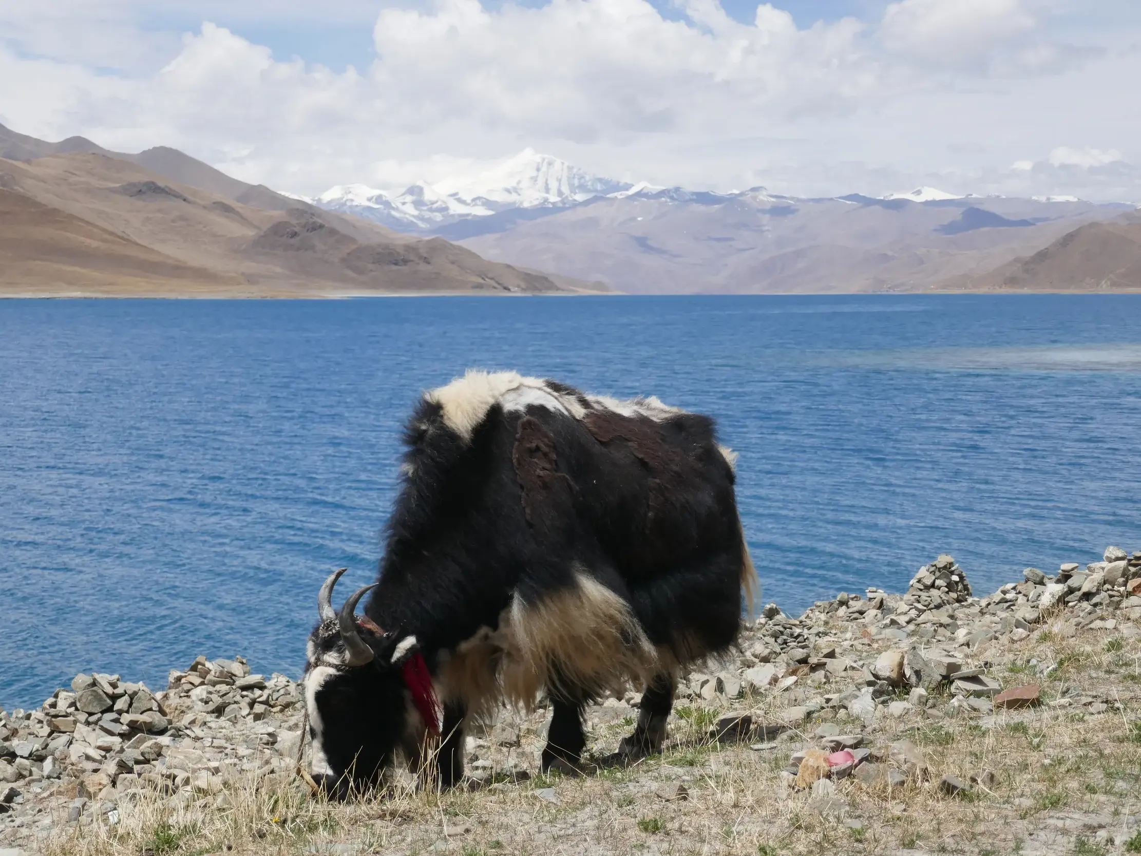 Ein zotteliges Yak grast am steinigen Ufer des blauen Manasarovar-Sees vor der schneebedeckten Bergkette des Himalaya in Tibet.