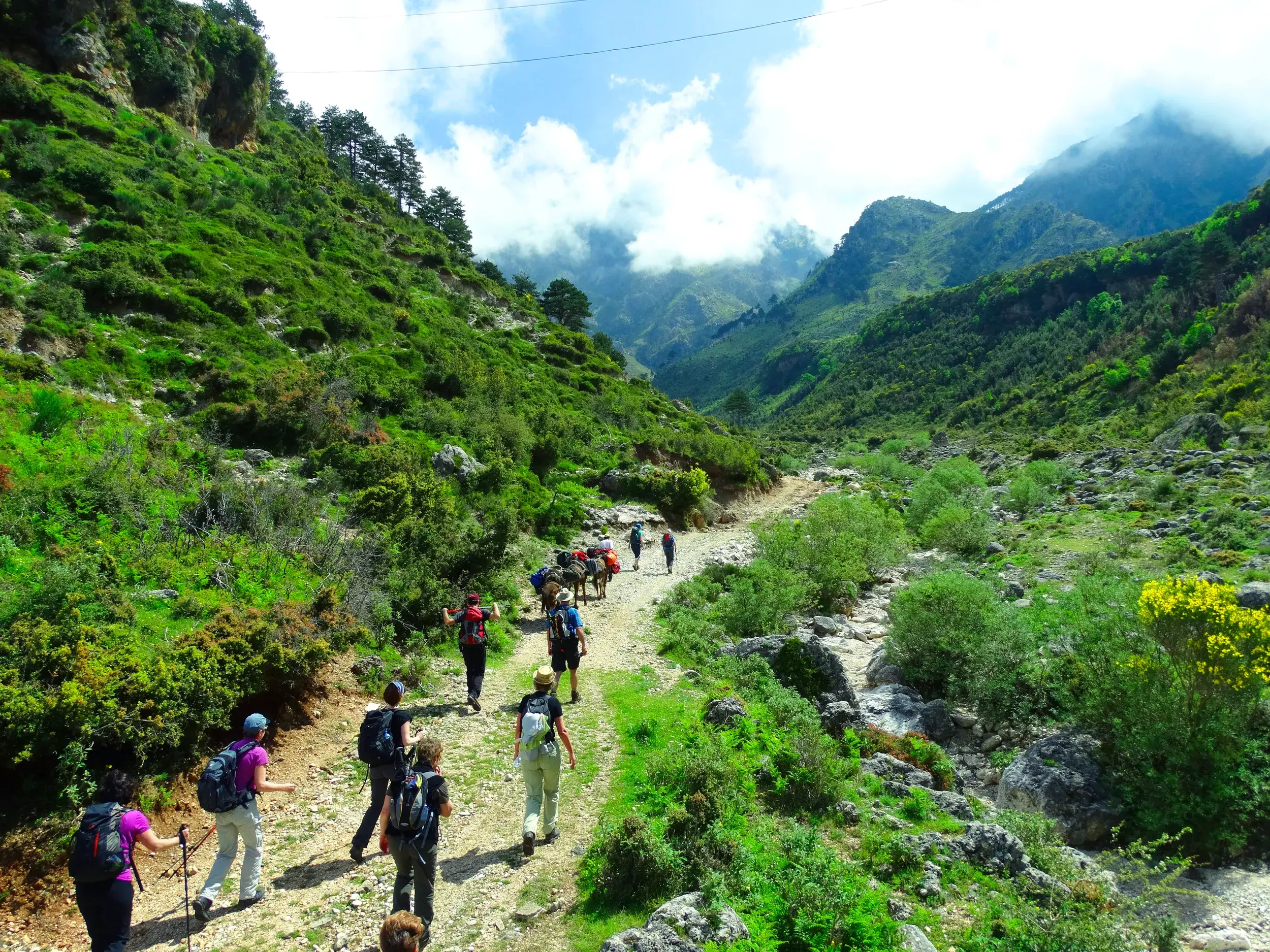 Trekkinggruppe mit Maultieren für den Gepäcktransport wandert durch ein grünes Tal im albanischen Küstengebirge.