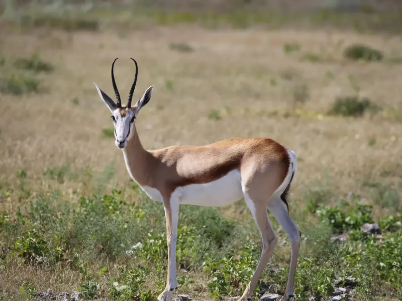 Eleganter Springbock mit geschwungenen Hörnern blickt wachsam aus der trockenen Steppe des Etosha Nationalparks.