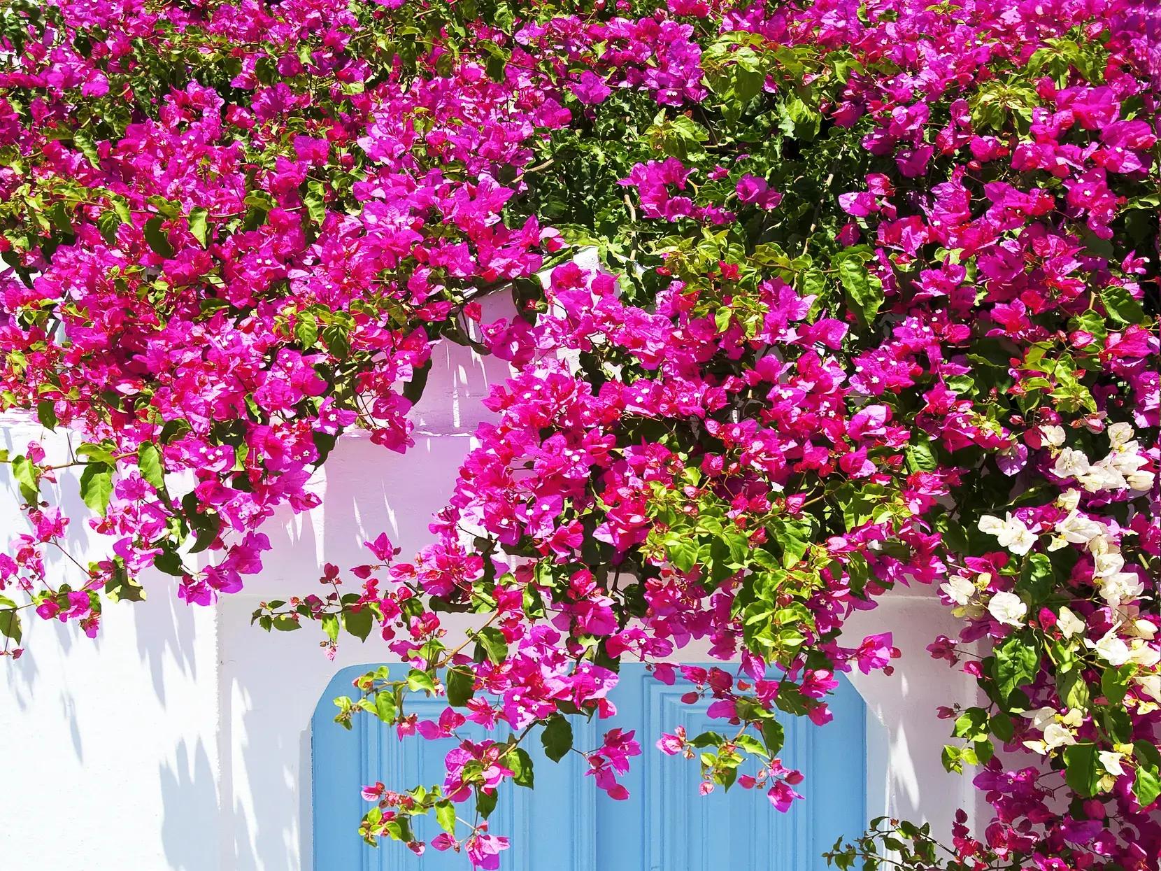 Bilderbuch-Griechenland: Pinke Bougainvillea rankt üppig an einer weiß getünchten Wand über einer blauen Tür in Nauplia.