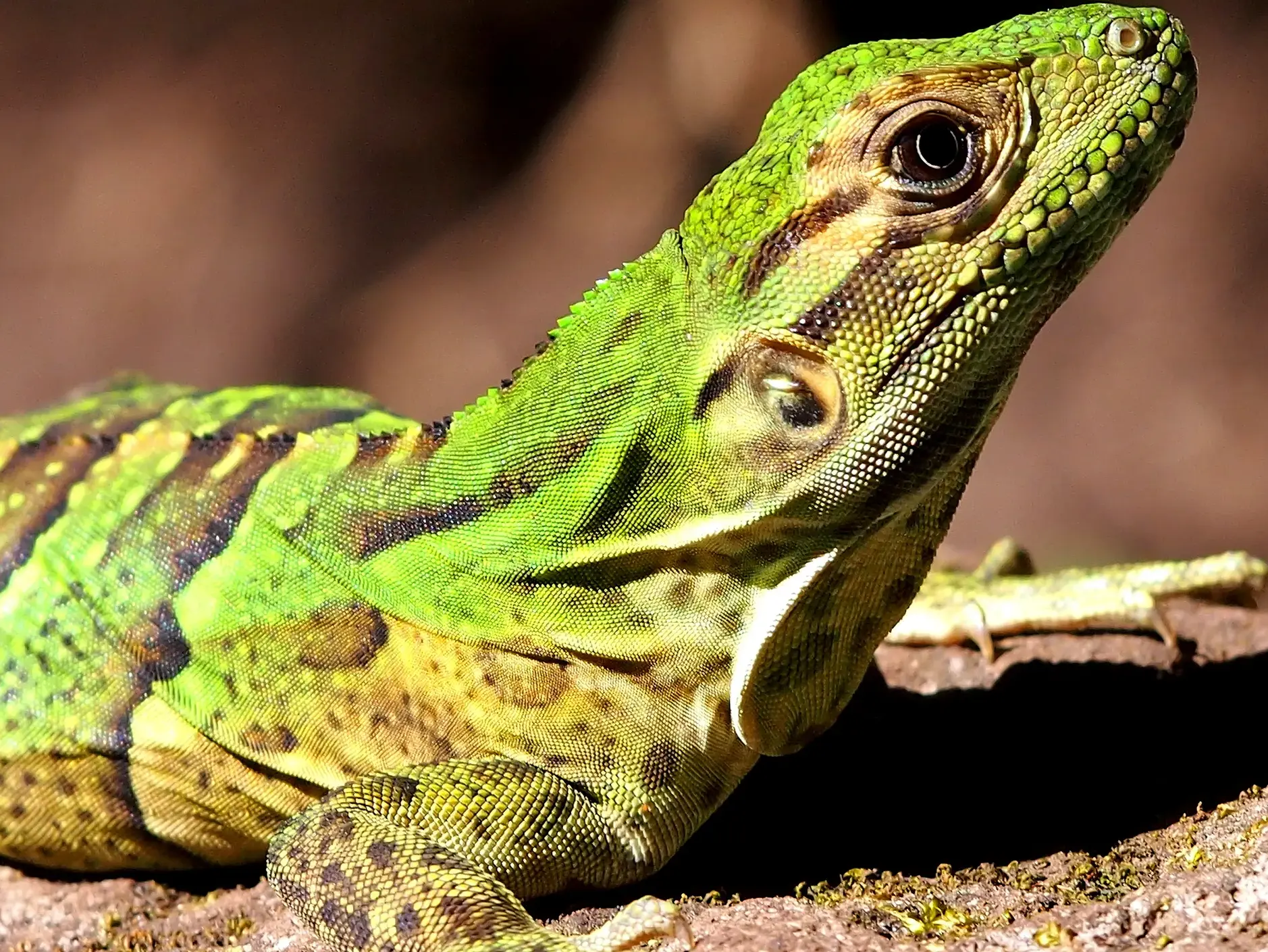 Eine leuchtend grüne Eidechse mit braunen Mustern in Nahaufnahme, ein Beispiel der reichen Tierwelt auf einer Wanderreise in Costa Rica.