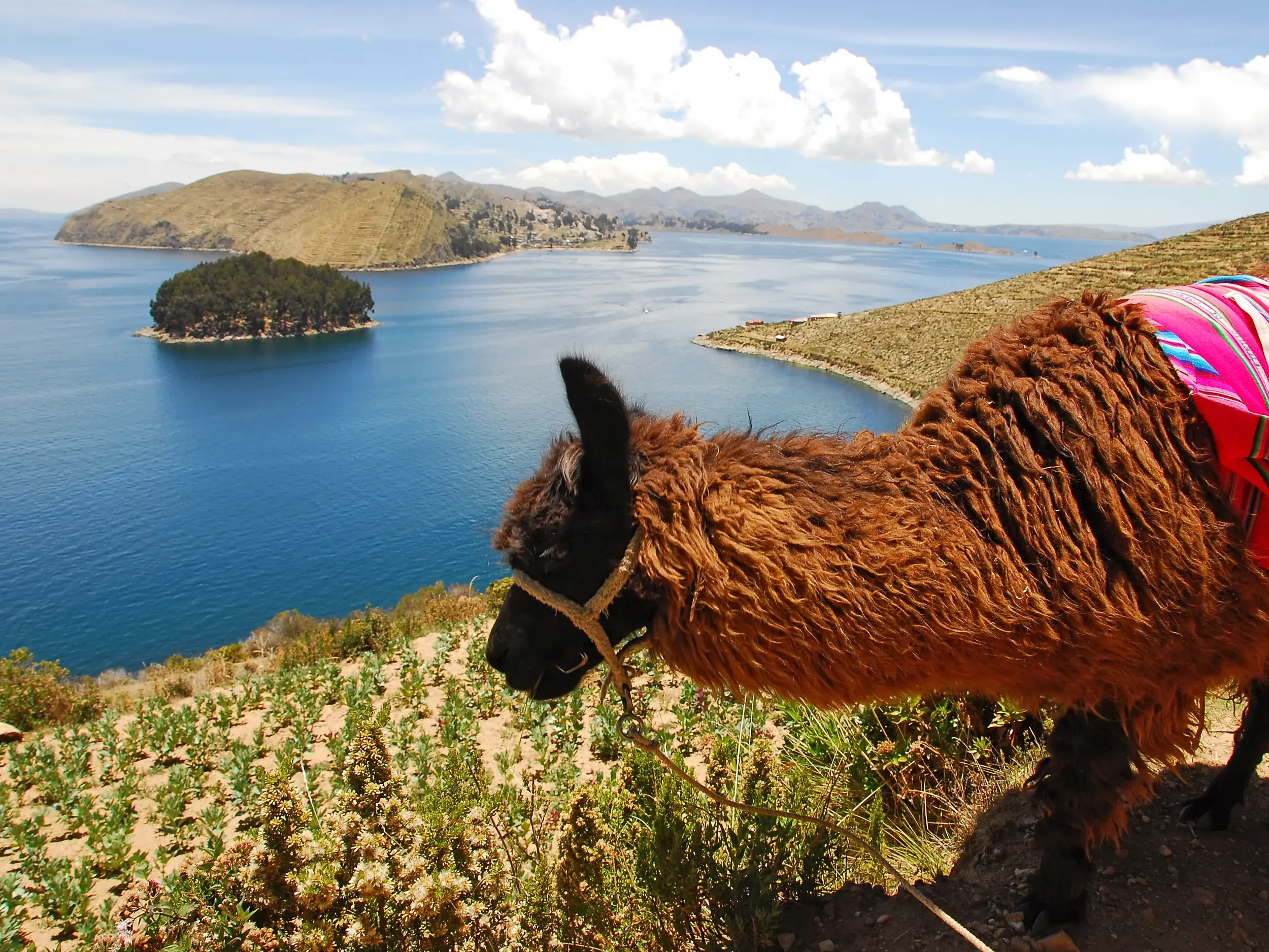 Ein bepacktes Lama auf einer Wanderung auf der Isla del Sol, mit Panoramablick auf den blauen Titicacasee und seine Inseln.