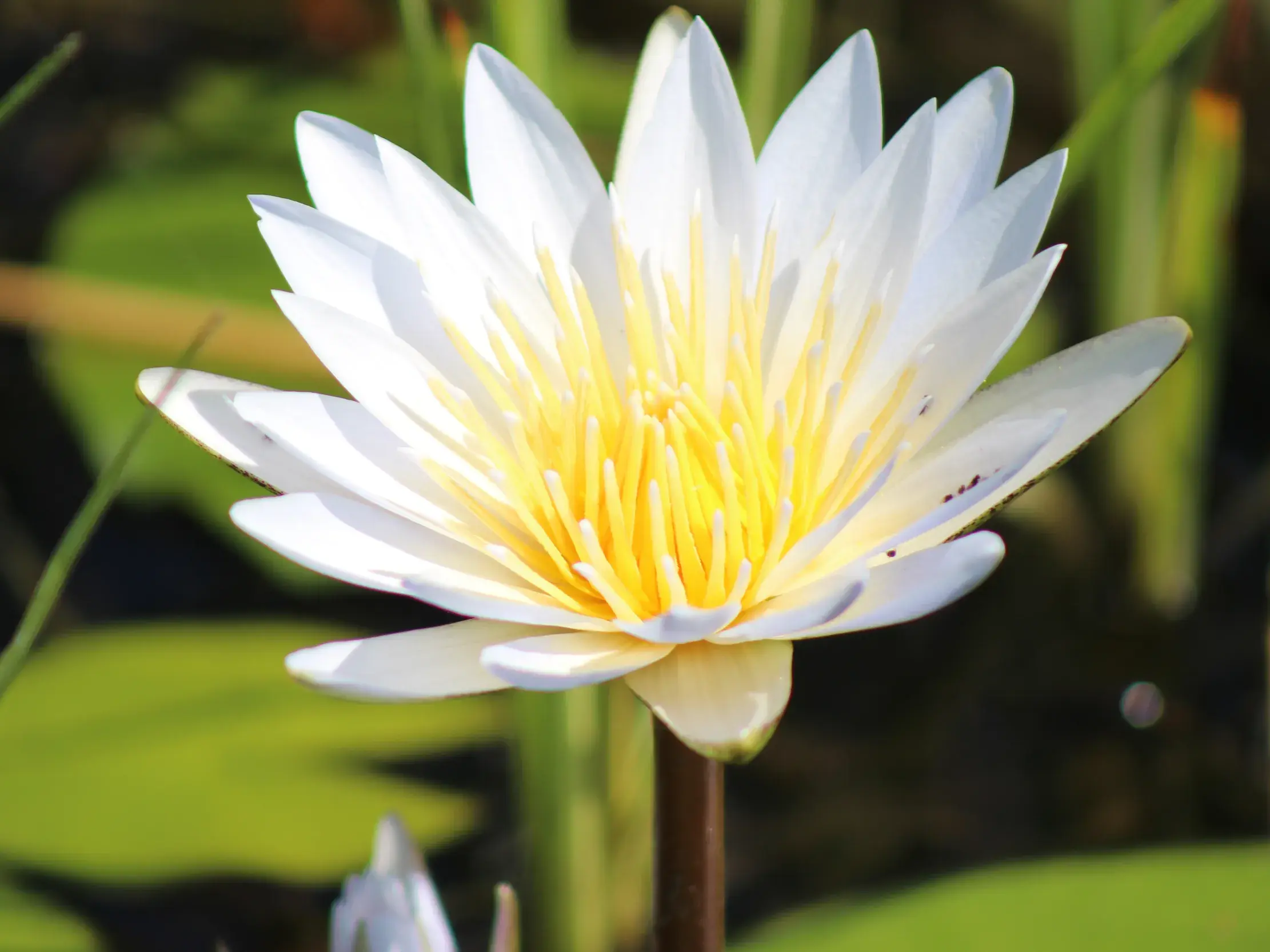 Nahaufnahme einer weißen Seerose mit gelbem Zentrum, die im Wasser des Okavango Deltas in Botswana blüht.