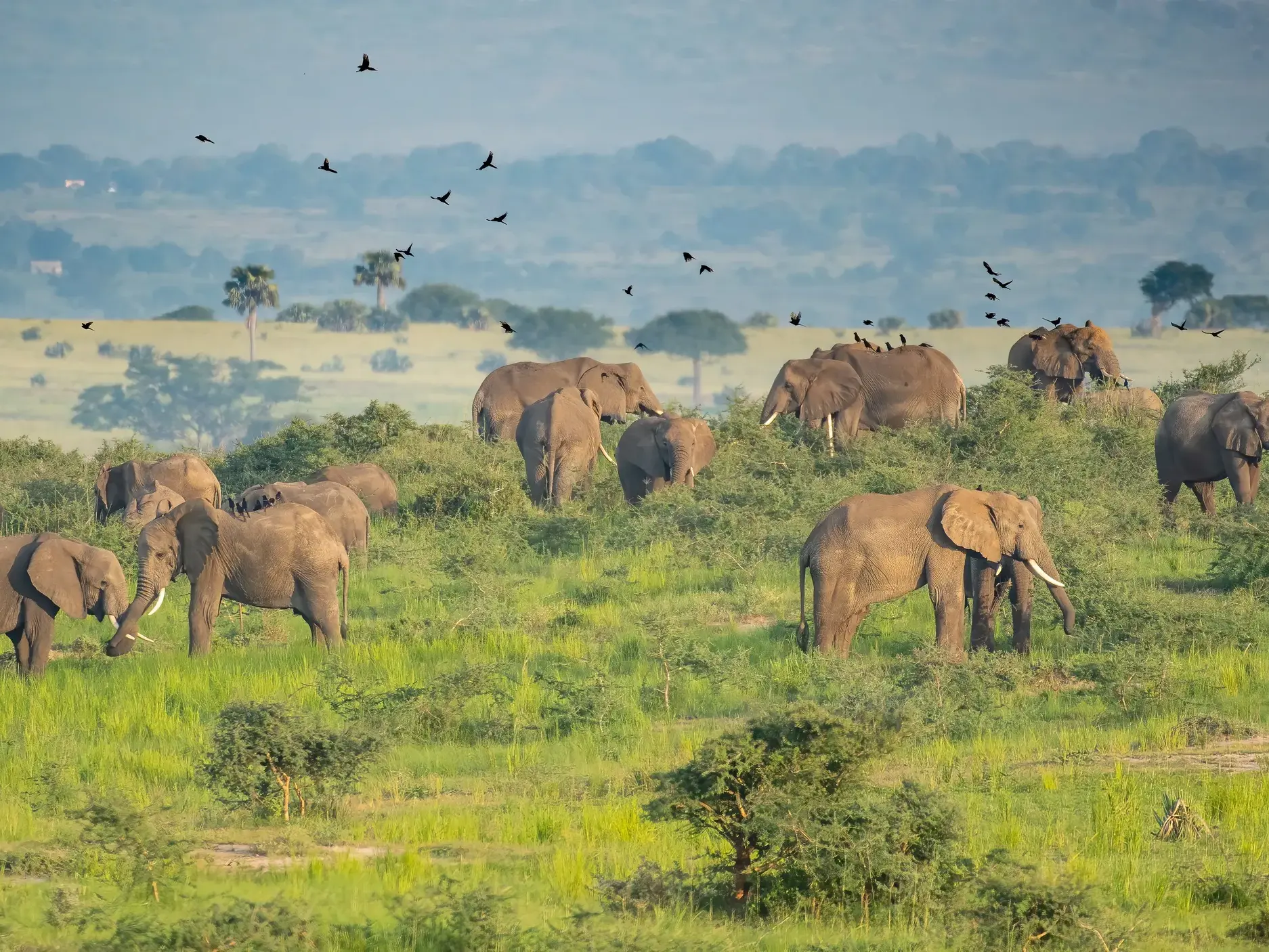 Eine große Elefantenherde grast in der weiten, grünen Savanne des Murchison Nationalparks in Uganda bei einer Safari.
