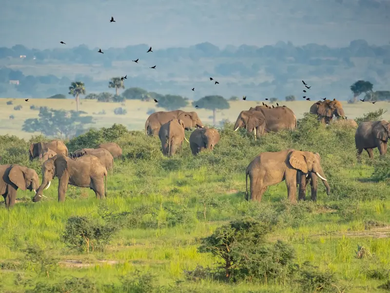 Eine große Elefantenherde grast in der weiten, grünen Savanne des Murchison Nationalparks in Uganda bei einer Safari.