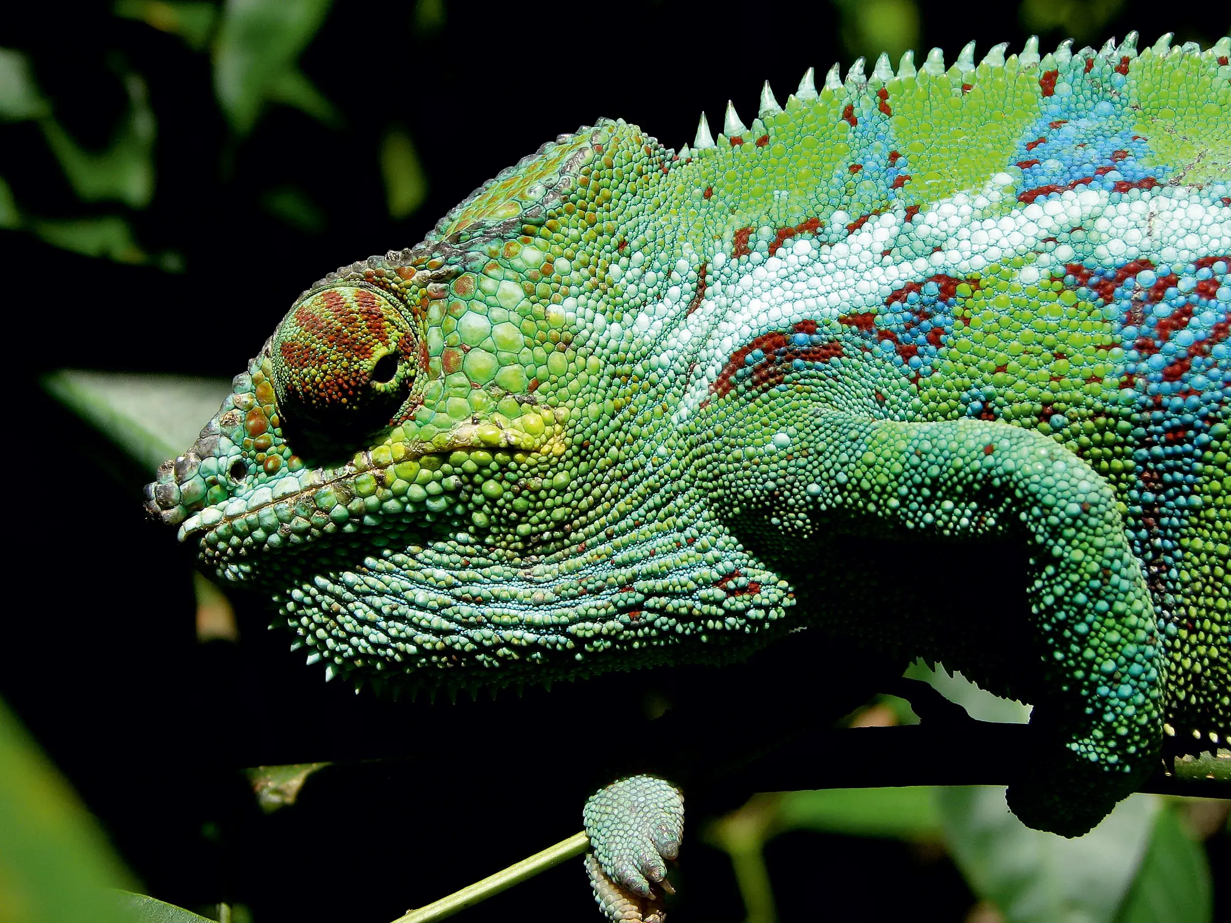 Nahaufnahme eines farbenprächtigen, grünen Chamäleons mit blauen und roten Mustern, das auf einem dünnen Ast in Madagaskar sitzt.
