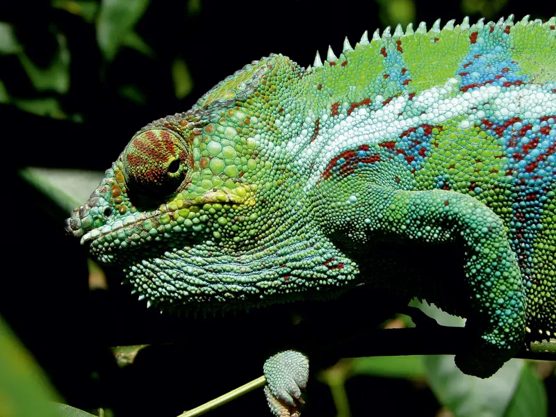 Nahaufnahme eines farbenprächtigen, grünen Chamäleons mit blauen und roten Mustern, das auf einem dünnen Ast in Madagaskar sitzt.