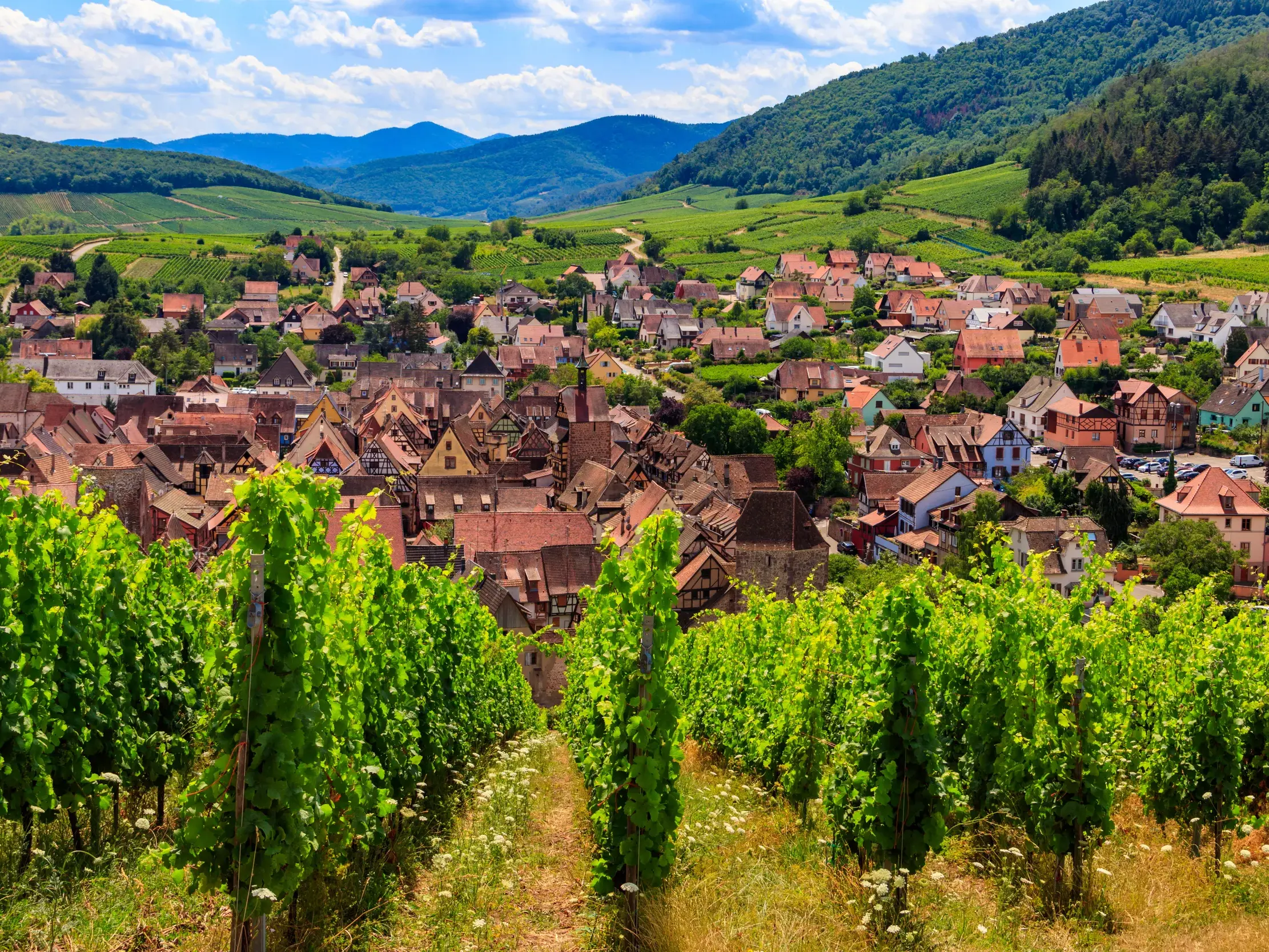 Blick von den Weinbergen der Elsässer Weinstraße auf ein malerisches Winzerdorf mit Fachwerkhäusern vor den Vogesen.