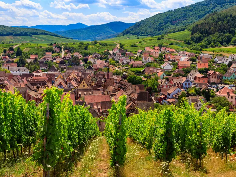 Blick von den Weinbergen der Elsässer Weinstraße auf ein malerisches Winzerdorf mit Fachwerkhäusern vor den Vogesen.